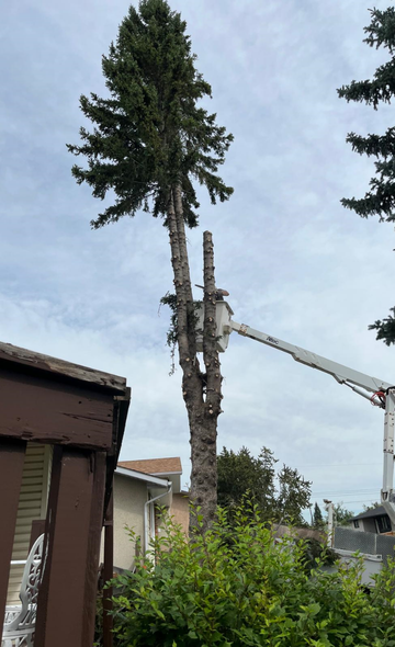 Constone Tree Removal Calgary