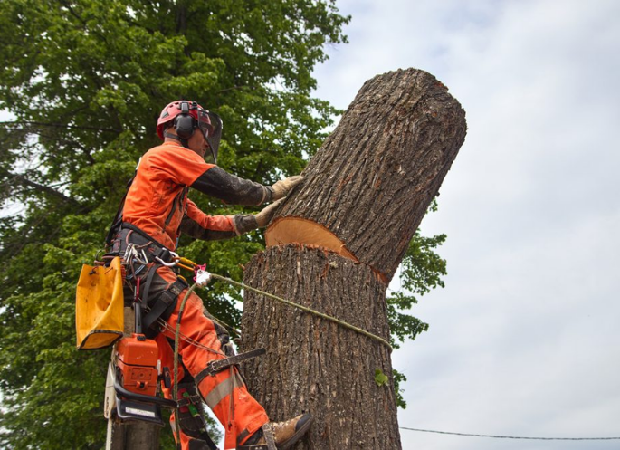 Constone Tree Trimming Calgary