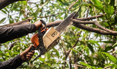 Tree Pruning & Trimming Calgary