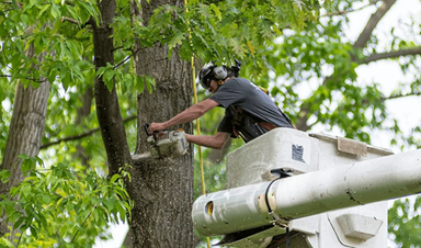 Tree Removal Services in Calgary