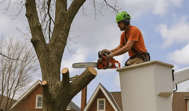 Tree Removals Calgary