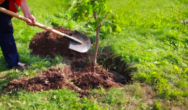 Tree Replanting Servcie In Calgary